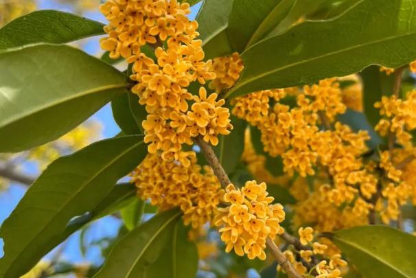 烏梅桂花飲做法？桂花樹(shù)怎么養(yǎng)？