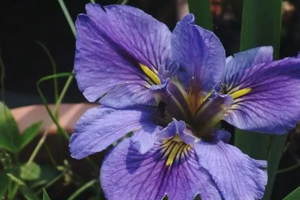鳶尾花掉葉該怎么處理？鳶尾花的養(yǎng)護(hù)方法？