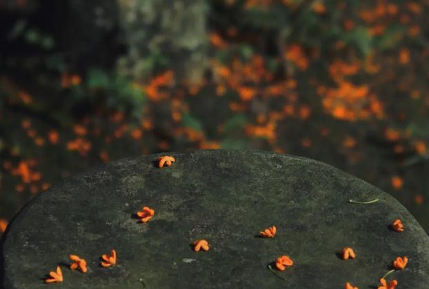 濕桂花可以泡茶嗎？桂花泡酒的正確方法？