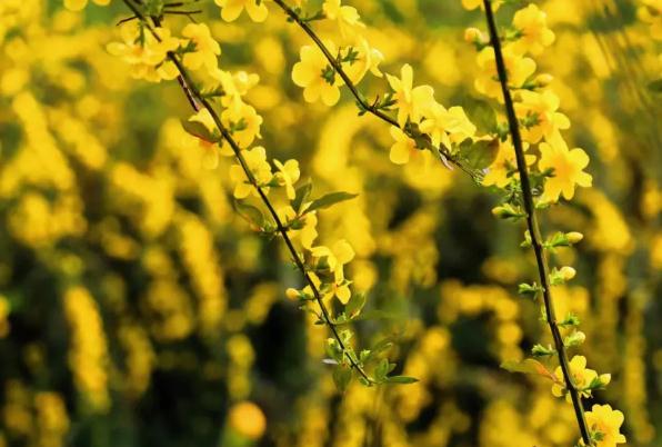 迎春花為什么掉葉子？迎春花是什么顏色？