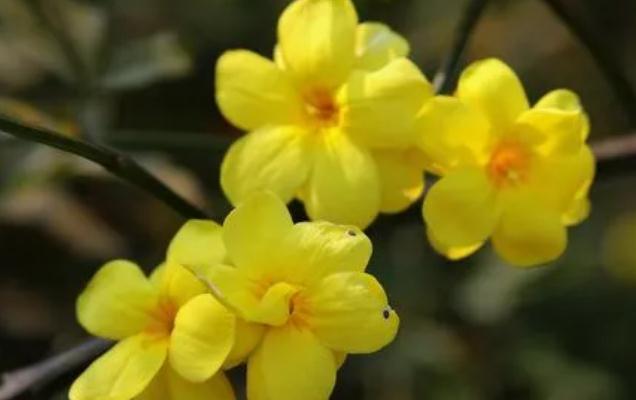 迎春花的養(yǎng)護(hù)與種植方法？如何挖迎春花根？