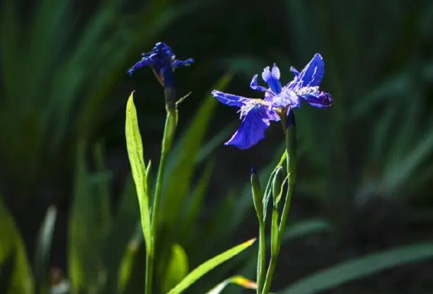 鳶尾花種子怎么種？鳶尾花有毒么？