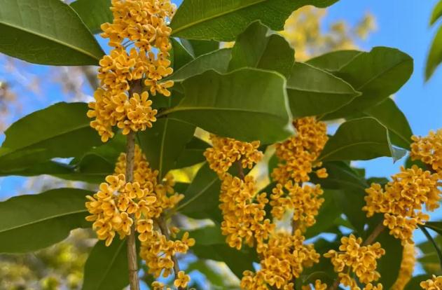 桂花酒泡多久可以喝？鮮桂花可以泡茶喝嗎？