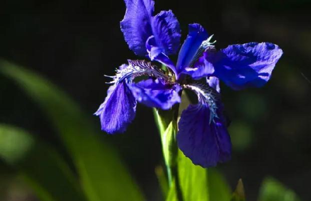 鳶尾花什么時候開 ？鳶尾花和鳶尾蘭的區(qū)別？