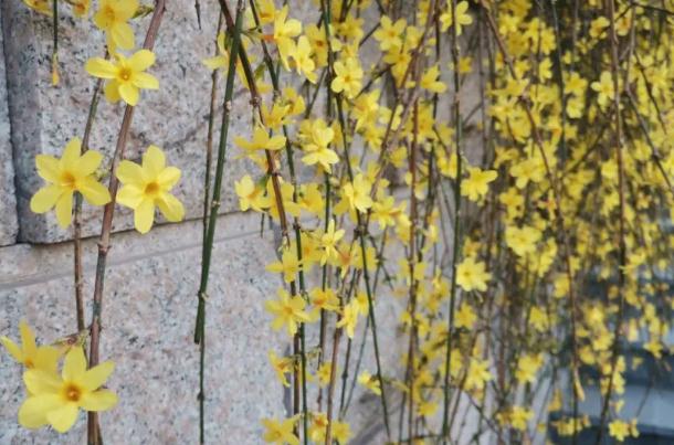 迎春花開花包要多少天？迎春花盆景如何養(yǎng)護？