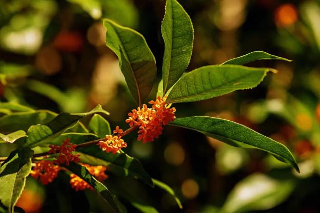 桂花酒與什么相克？怎樣才能管理好桂花樹？