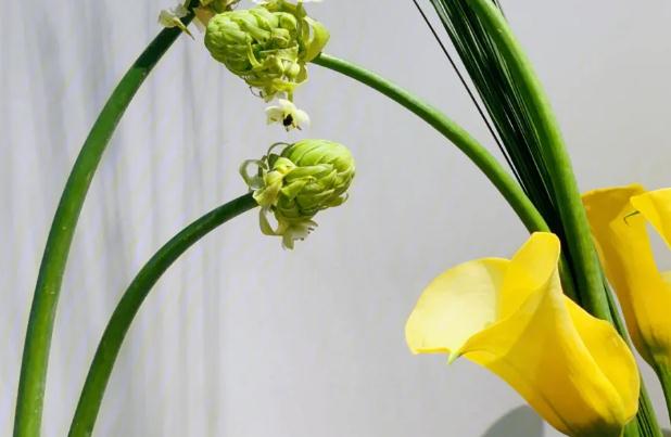 馬蹄蓮為什么不開(kāi)花了？馬蹄蓮什么時(shí)候播種？