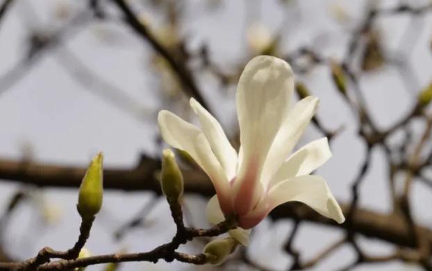 木蘭花花語？木蘭花秋天怎么養(yǎng)？