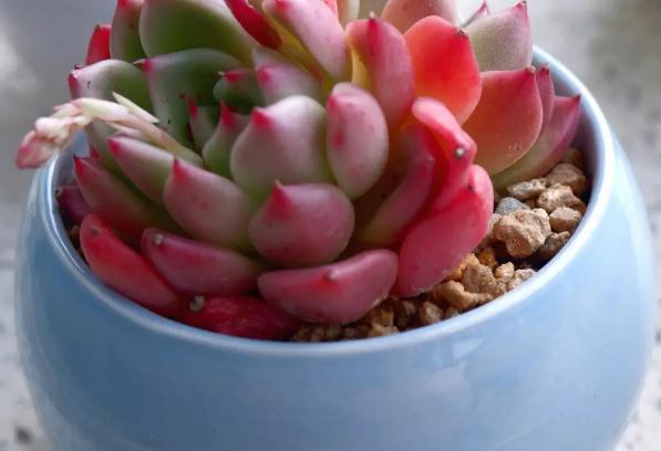 多肉植物多久澆一次水 ？多肉植物能吃嗎？
