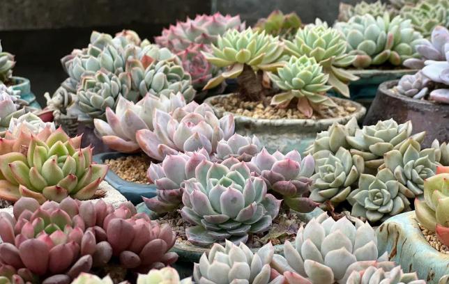 貓為什么愛(ài)吃多肉植物？多肉黃麗掉葉子怎么回事？
