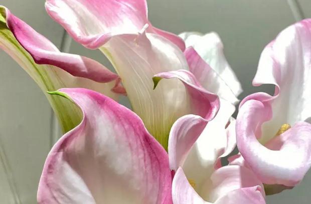 海芋花和馬蹄蓮有什么區(qū)別？馬蹄蓮葉子打卷是怎么回事？