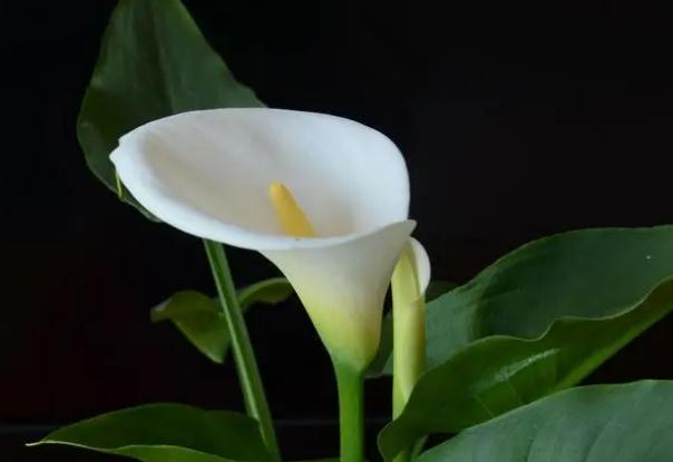 為什么我的馬蹄蓮葉子發(fā)黃？彩色馬蹄蓮的養(yǎng)護技巧？