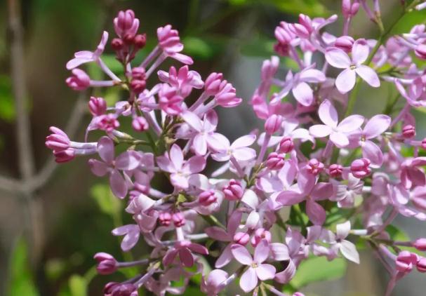 丁香花幾月開？丁香花如何扦插繁殖？
