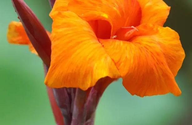 美人蕉種植方法？美人蕉的主要種類是什么？