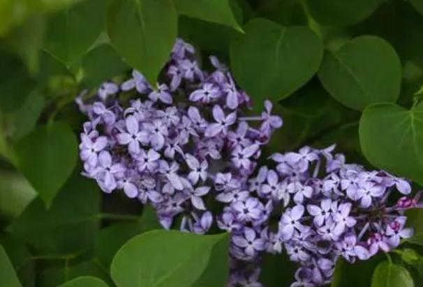 丁香花止痛？丁香花能泡茶喝嗎？