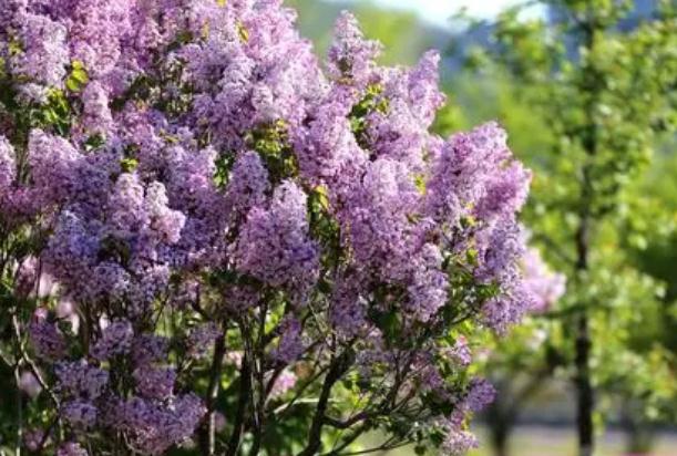 丁香花的越冬方法？丁香花葉子發(fā)蔫怎么解決？