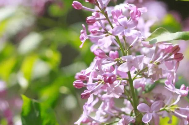 丁香花怎么泡茶喝？丁香花怎么養(yǎng)開花好？