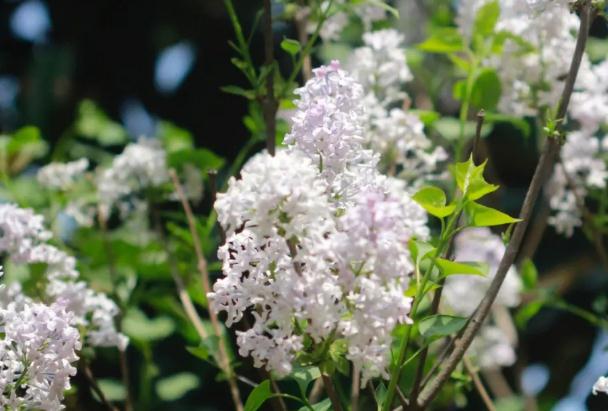 室外丁香花香味有毒嗎 ？丁香花可以室內種植嗎？