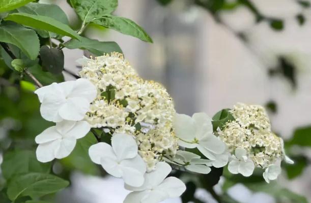 怎么區(qū)別繡球花和瓊花？什么是繡球莢蒾？