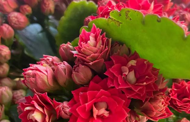 花生皮泡水可以澆長壽花嗎 ？盆栽長壽花的養(yǎng)殖方法？