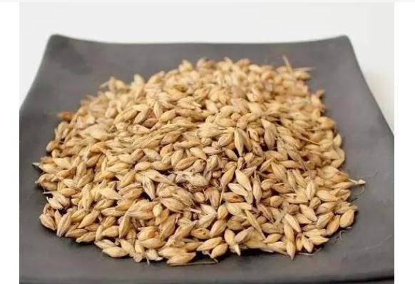 生麥芽是寒性還是熱性？麥芽糖漿的功效與作用有哪些？