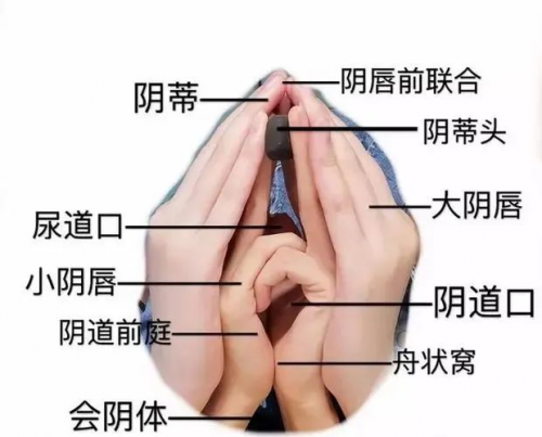 昆明麗都醫(yī)療美容醫(yī)院-女性面對陰唇肥大的痛苦和尷尬該怎么辦？