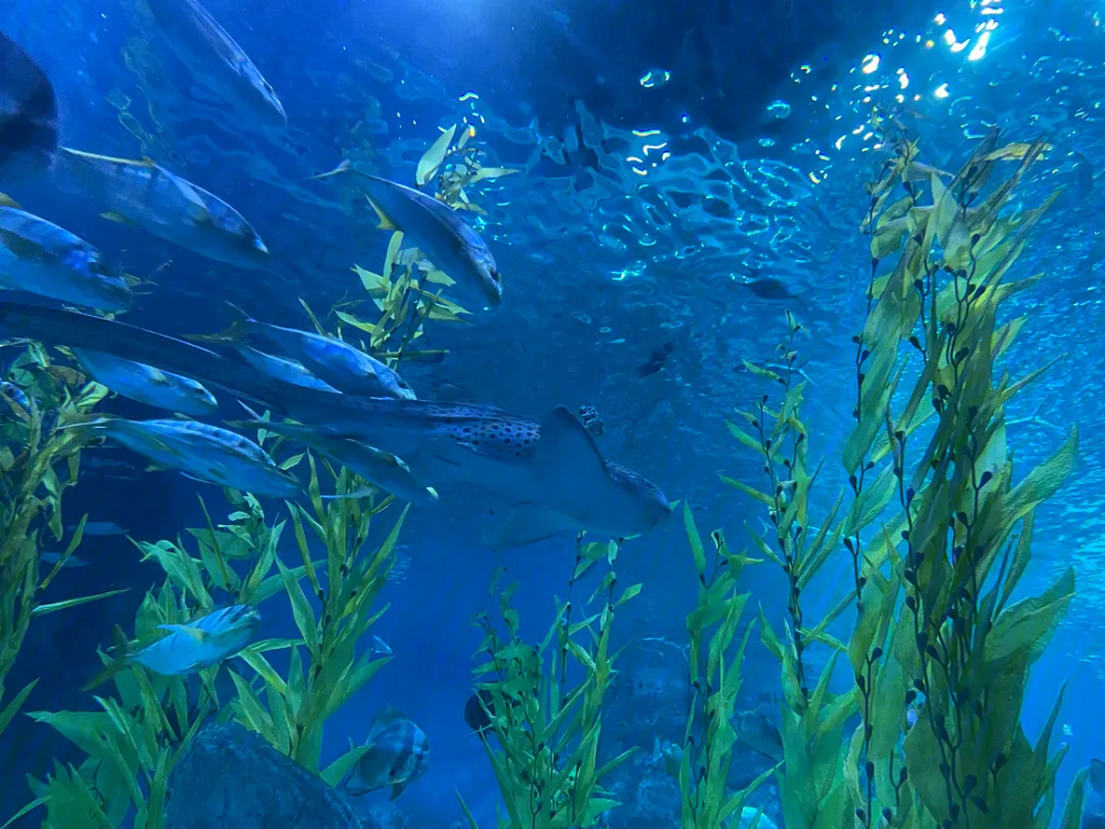 深耕海洋生物行業(yè)12年，中騰生物將如何走好破局路？