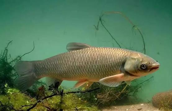 生吞魚膽會(huì)導(dǎo)致肝腎衰竭嗎 生吞魚膽有哪些危害